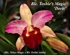 Rlc. Toshies Magic 'Doris' 2"